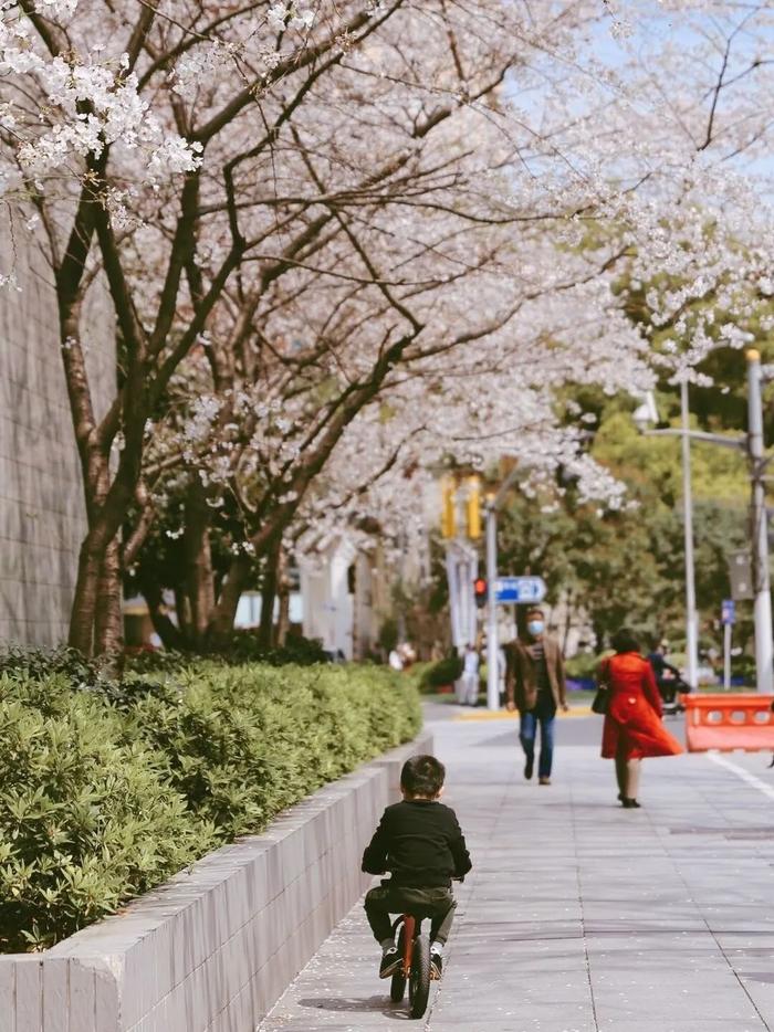 【探索】早樱盛开，申城赏樱季拉开序幕（附详细打卡攻略）→