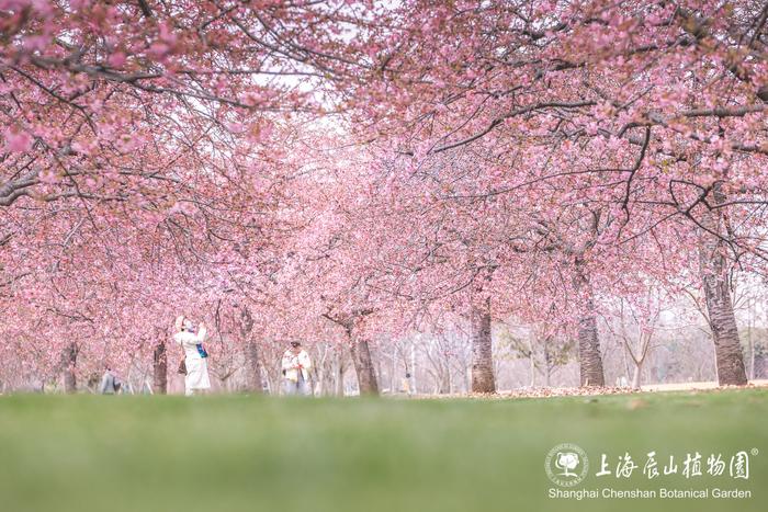 【探索】早樱盛开，申城赏樱季拉开序幕（附详细打卡攻略）→