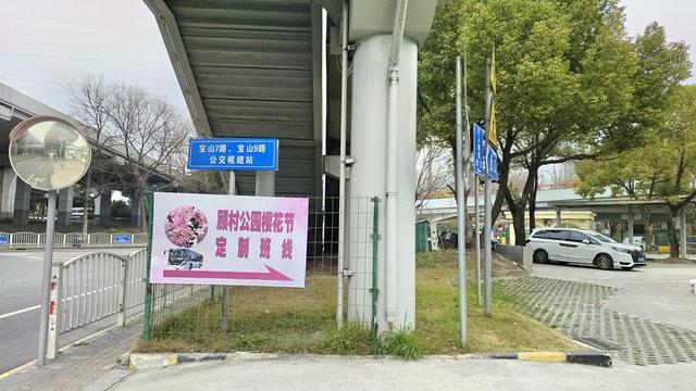 上海樱花节开幕，顾村公园樱花节定制公交班线今起开行