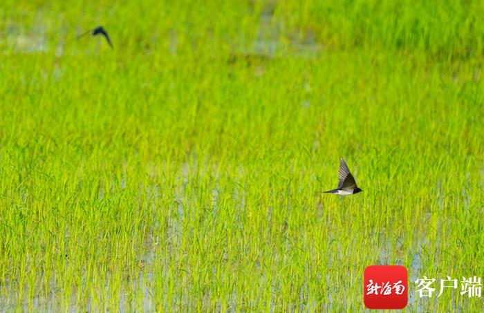 二月二，抬头见春！海口接下来的天气……