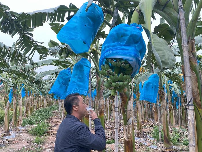 断桥后，三民岛种植户的“临时”生活