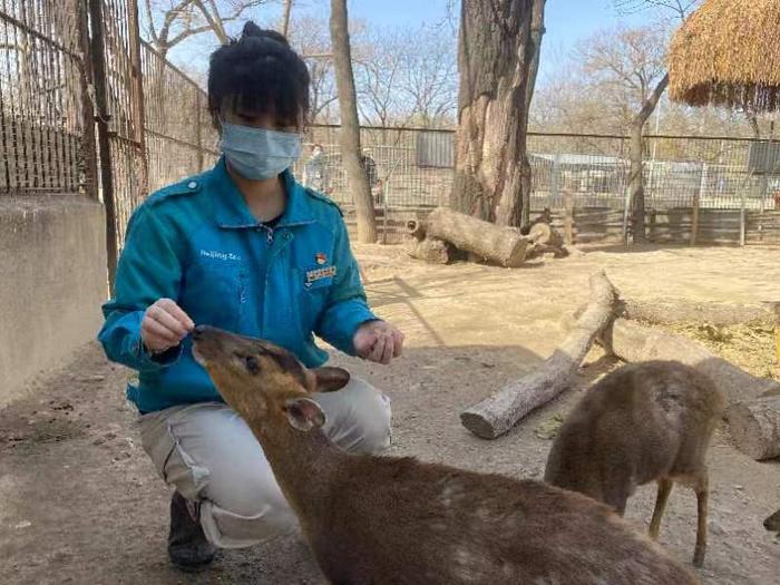 动物印象丨“傻”狍子在兽医的专业治疗和饲养员的精心养护下恢复健康