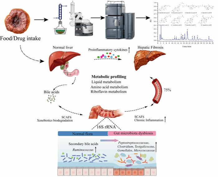 我国科学家从肠道菌群与代谢互作角度揭示灵芝防治肝病机制