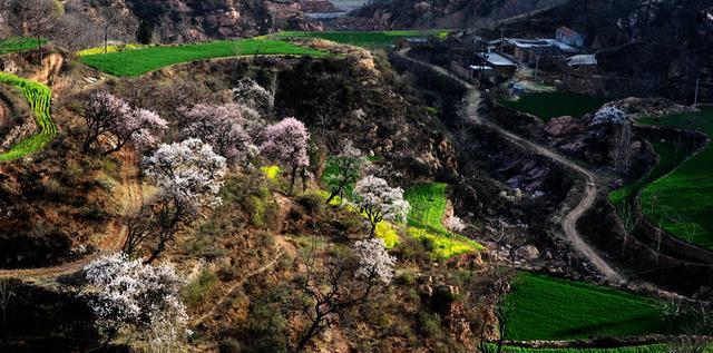 万亩野生杏林等你来！ 新密伏羲山第十八届杏花节3月15日开幕