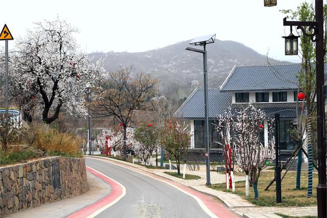 万亩野生杏林等你来！ 新密伏羲山第十八届杏花节3月15日开幕