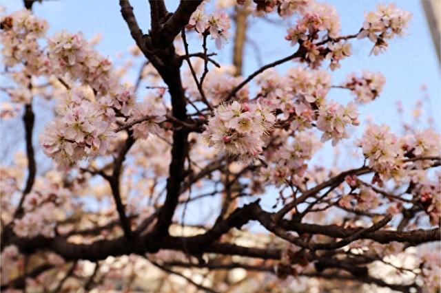 万亩野生杏林等你来！ 新密伏羲山第十八届杏花节3月15日开幕