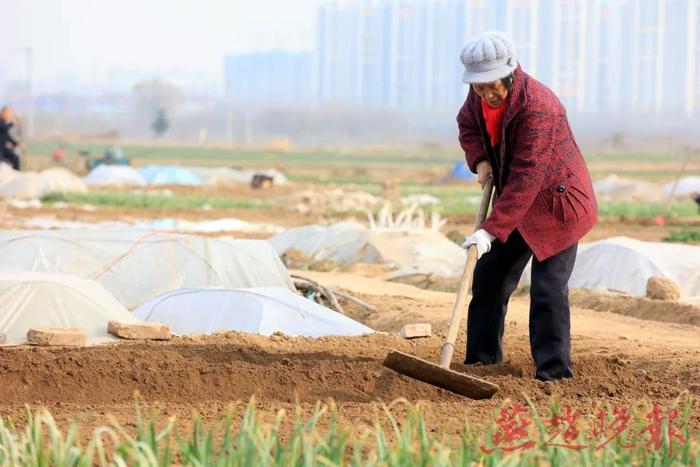 迎春花 开了