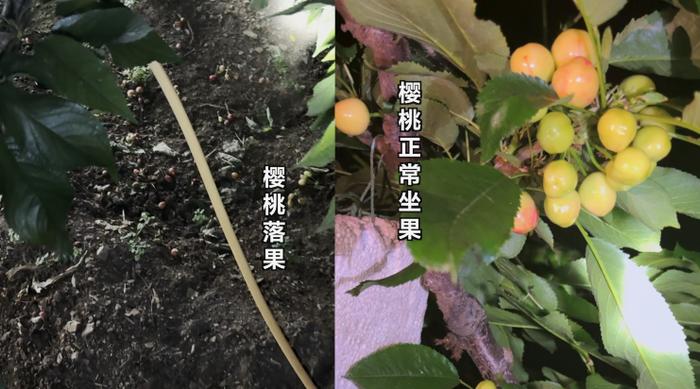 假农药致樱桃树大量落果减产，记者暗访假农药“黑作坊”→