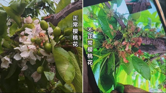 假农药致樱桃树大量落果减产，记者暗访假农药“黑作坊”→