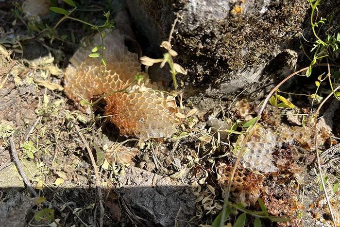 云南一地熊出没！搬蜂桶、偷蜂蜜，留下吓人爪印…当地：数量可能有点多