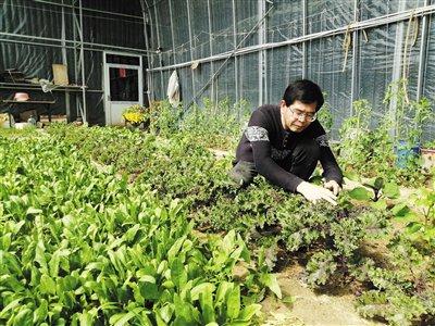 30℃日光温室芥蓝早上采摘下午上桌