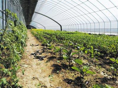 30℃日光温室芥蓝早上采摘下午上桌