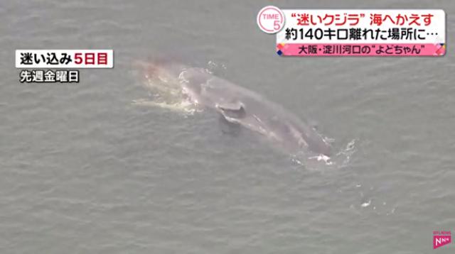 日媒称大阪湾生态环境异变：捕捞量锐减，瘦弱鲸鱼迷路死亡