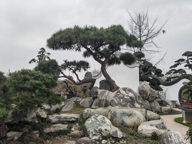 温江万春镇川派盆景：世园会上的绿色传奇，匠心独运的艺术盛宴