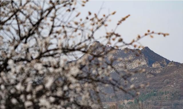 二十四节气与花 | 昼夜平分春色，“杏”运指数飙升