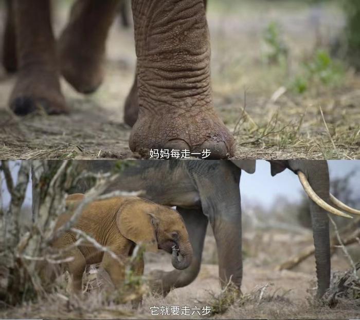 《生灵奇旅》截图