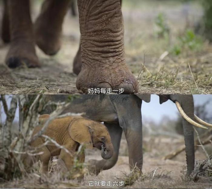 给孩子看纪录片《生灵奇旅》吧，一次生动的生命教育课