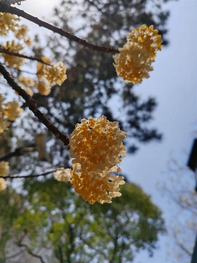 上海长宁这些地方的结香花盛开啦，它被誉为“中国爱情树”