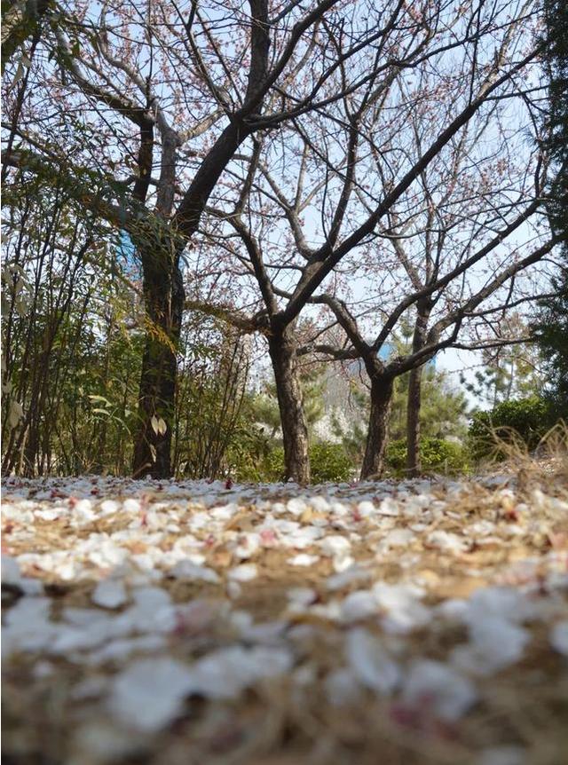 二十四节气与花 | 昼夜平分春色，“杏”运指数飙升