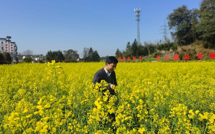 当农业科学家走进婺源 让观赏油菜花也能秋天盛开