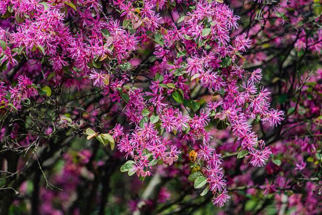 江西赣州：红花檵木花开正艳