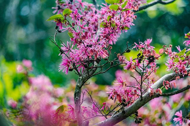 江西赣州：红花檵木花开正艳