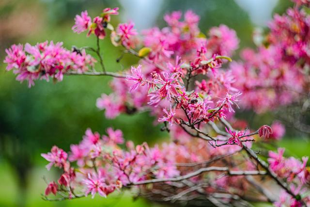 江西赣州：红花檵木花开正艳