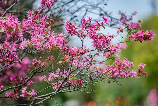 江西赣州：红花檵木花开正艳