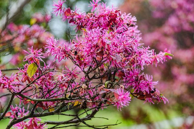 江西赣州：红花檵木花开正艳