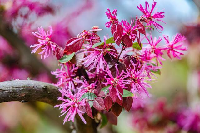 江西赣州：红花檵木花开正艳