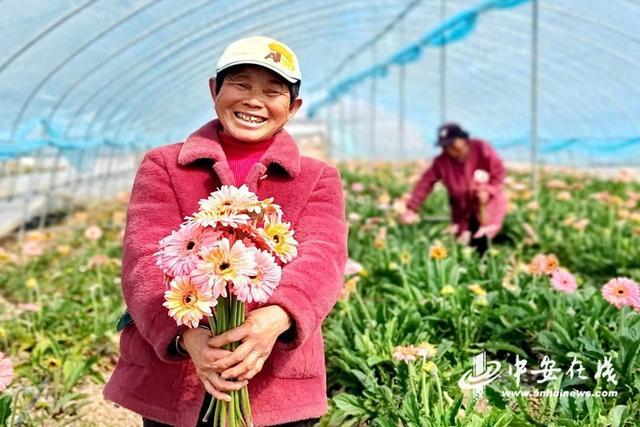 安徽肥东：非洲菊开满园春