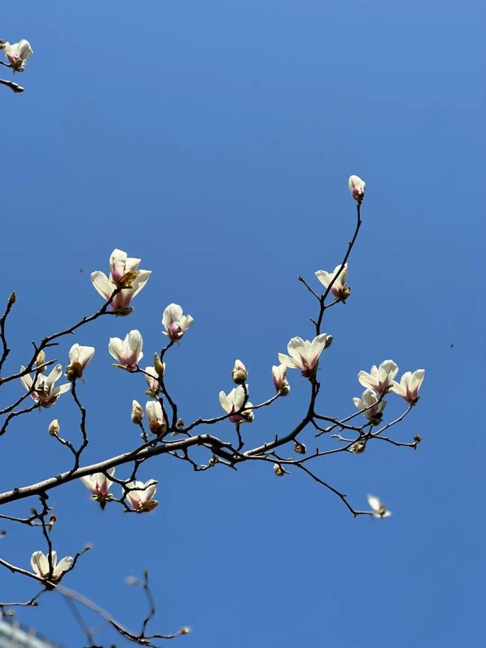 3月赏花还不够？得吃进肚子里才行！