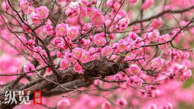 梅花枝上春如海 石家庄市植物园良辰“梅”景进入最佳观赏期