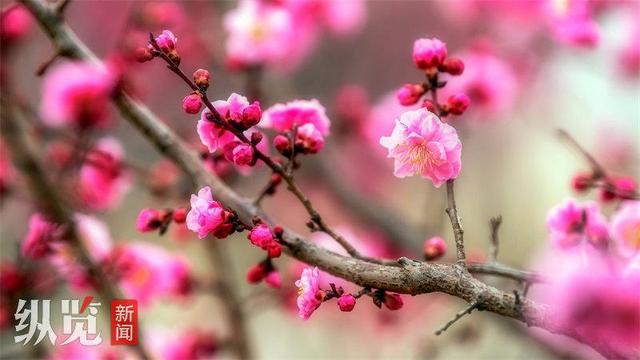 梅花枝上春如海 石家庄市植物园良辰“梅”景进入最佳观赏期