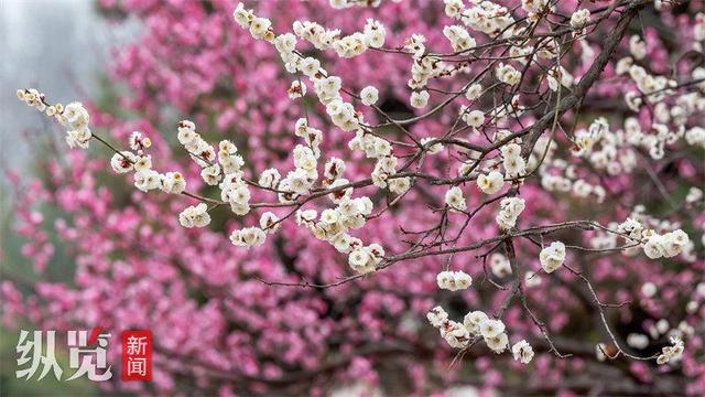 梅花枝上春如海 石家庄市植物园良辰“梅”景进入最佳观赏期