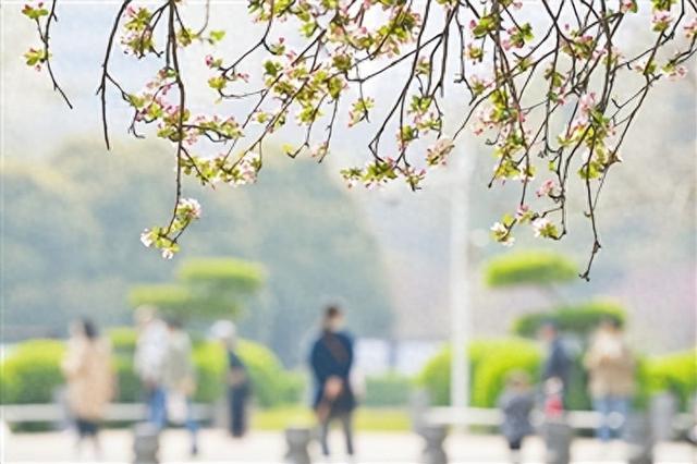 海棠花中仙 紫荆迎春绽 碧沙岗、紫荆山公园两大花展开幕