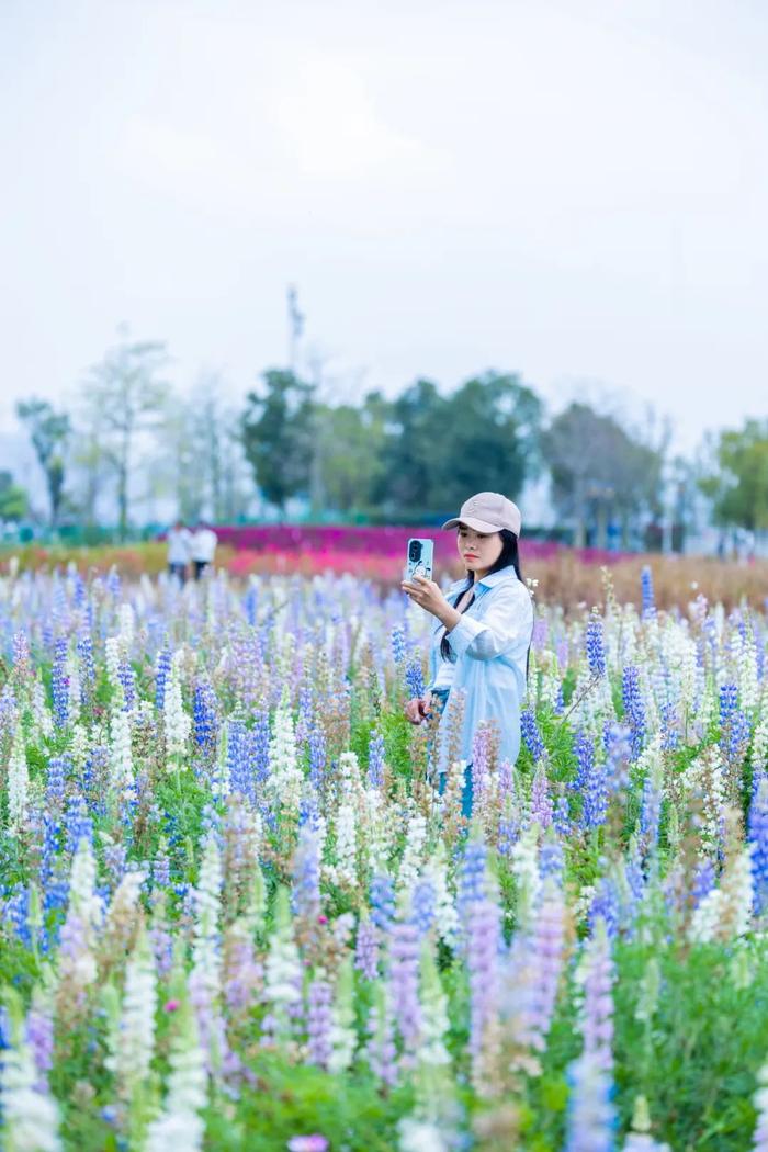 东莞竟有大片「蓝色花海」，太梦幻了！