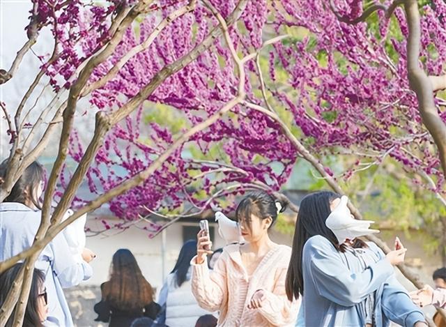 海棠花中仙 紫荆迎春绽 碧沙岗、紫荆山公园两大花展开幕