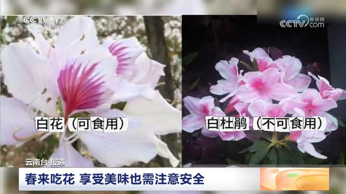 3月赏花还不够？得吃进肚子里才行！