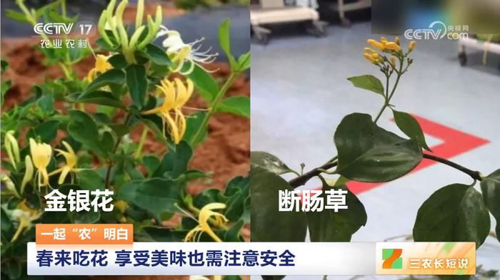 3月赏花还不够？得吃进肚子里才行！