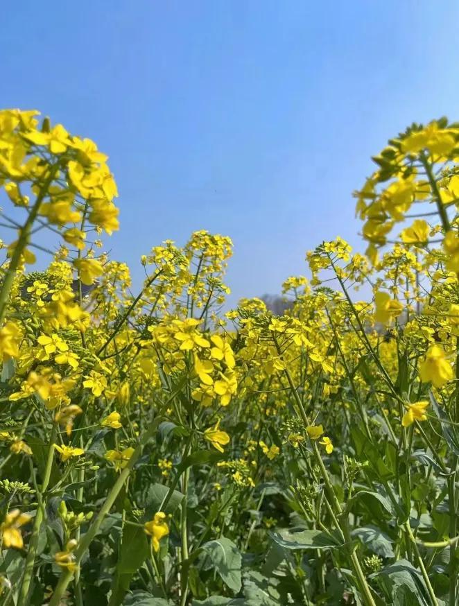 3月赏花还不够？得吃进肚子里才行！