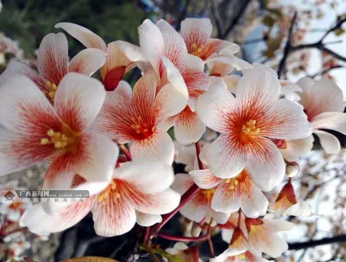河池天峨油桐花。覃铮 摄