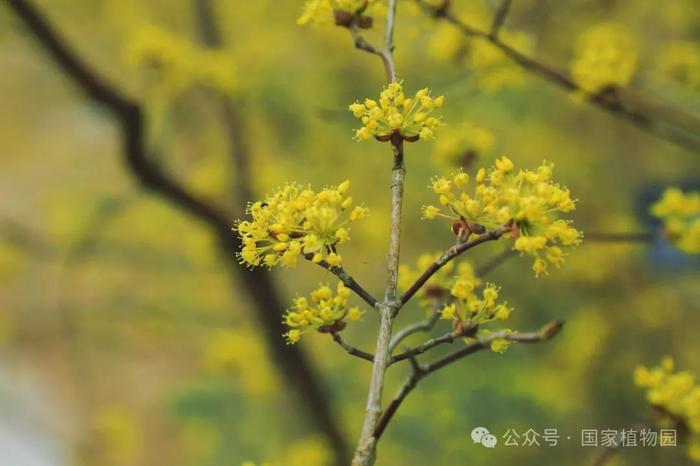 春日贺礼 金色“烟花”——山茱萸