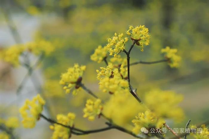 春日贺礼 金色“烟花”——山茱萸