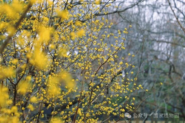 春日贺礼 金色“烟花”——山茱萸