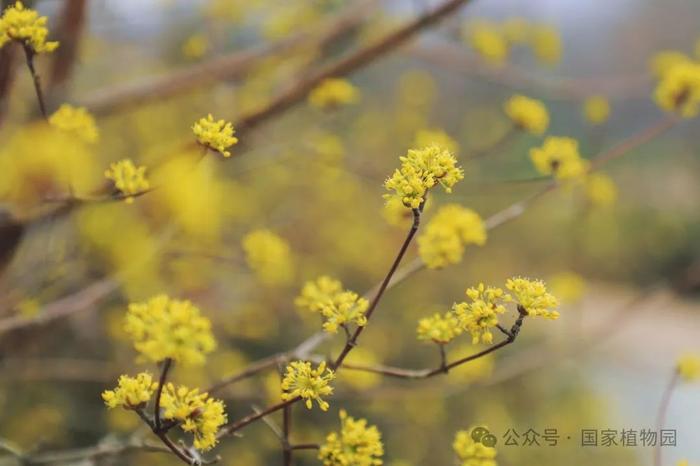 春日贺礼 金色“烟花”——山茱萸