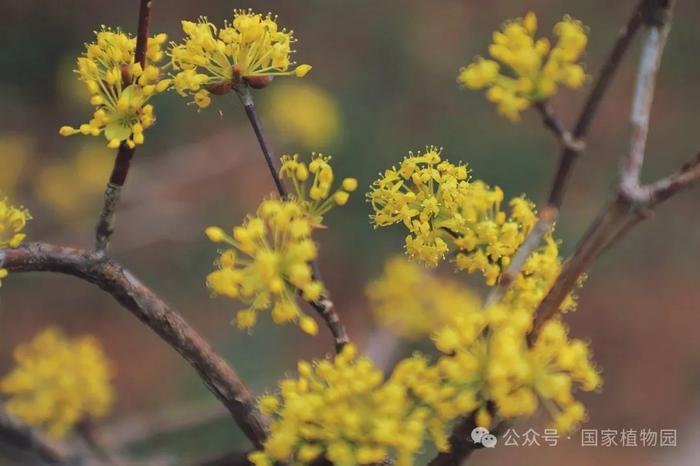 春日贺礼 金色“烟花”——山茱萸