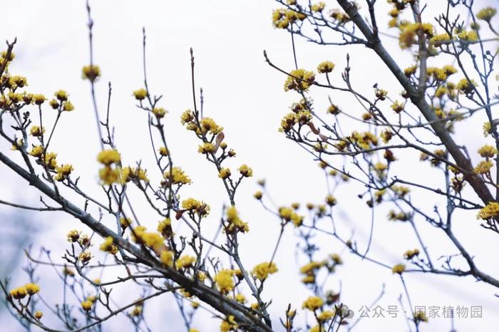 春日贺礼 金色“烟花”——山茱萸