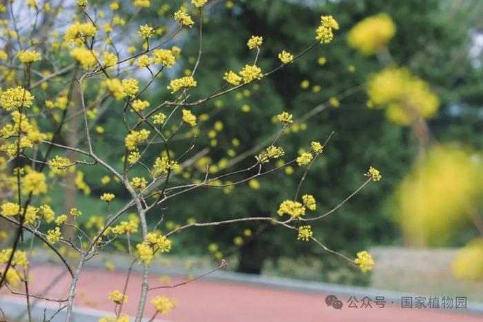 春日贺礼 金色“烟花”——山茱萸