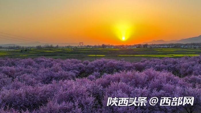 春天里的陕西丨汉中勉县：万亩油菜花灿烂盛开 美不胜收